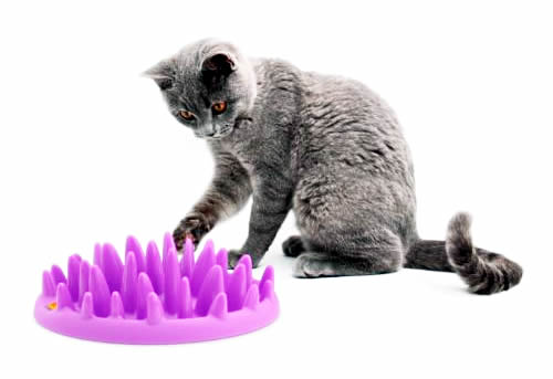 Northmate CATCH - Cat slow puzzle feeder - food dispenser - treat toy