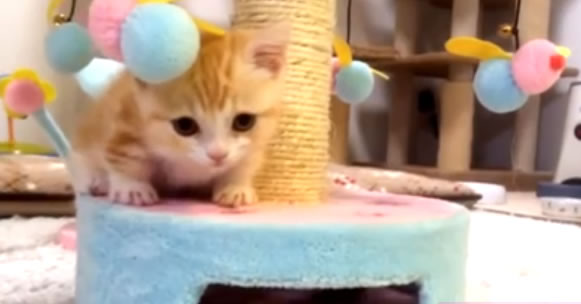 Cat Therapy Time - (The Cutest Cat Video) This Cute Orange-White Kitten Will Melt Your Heart!