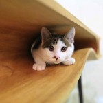 CATable - Cat Table - Cat-Friendly furniture designed for cats and cat owners