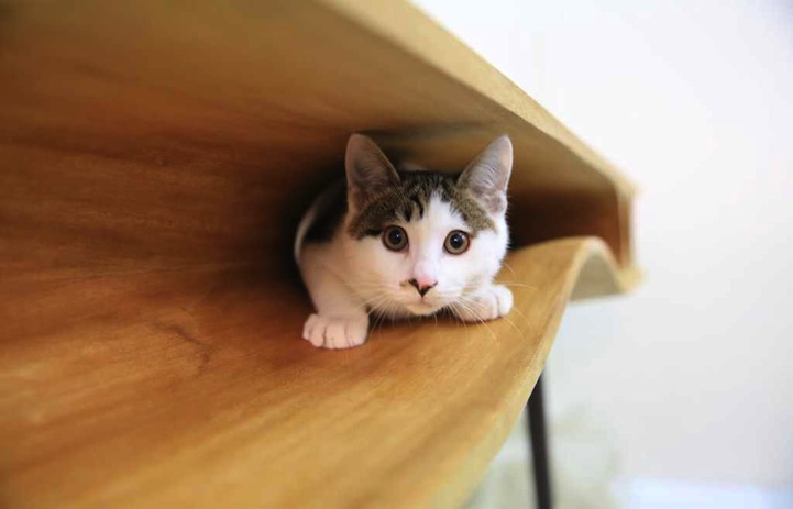 CATable - Cat Table - Cat-Friendly furniture designed for cats and cat owners