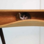 CATable - Cat Table - Cat-Friendly furniture designed for cats and cat owners
