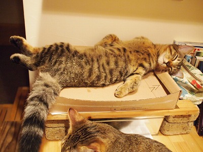 Cat Places - Cat Cafe Nekobiyaka - 88 Address - Japan