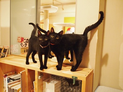 Cat Places - Cat Cafe Nekobiyaka - Black Cat Cm - Japan