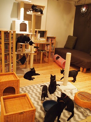 Cat Places - Cat Cafe Nekobiyaka - Black Cat Cm - Japan