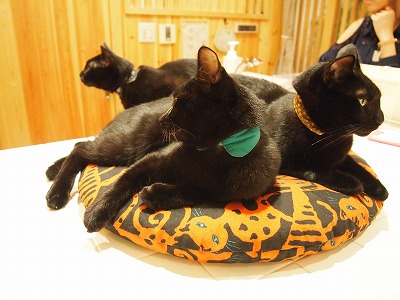 Cat Places - Cat Cafe Nekobiyaka - Black Cat Cm - Japan