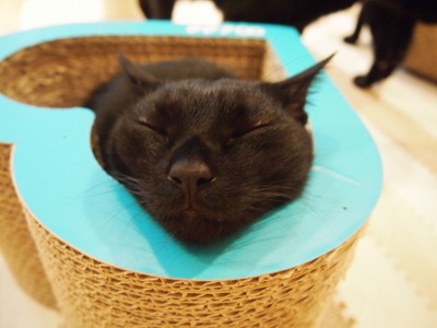 Cat Places - Cat Cafe Nekobiyaka - Black Cat Cm - Japan