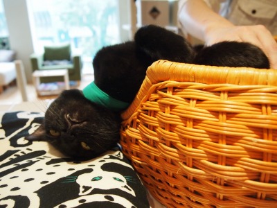 Cat Places - Cat Cafe Nekobiyaka - Black Cat Cm - Japan