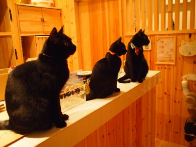 Cat Places - Cat Cafe Nekobiyaka - Black Cat Cm - Japan