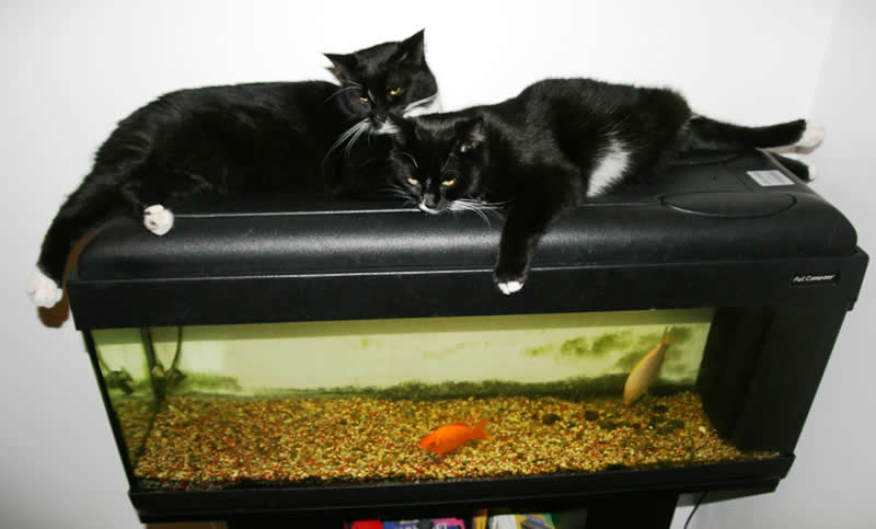 Cats and aquarium