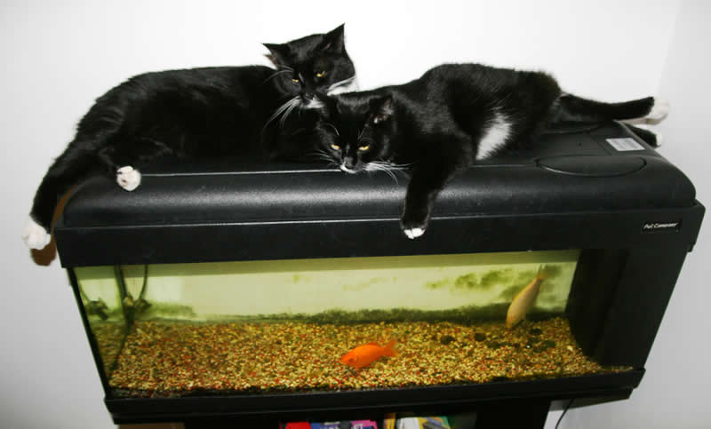 virtual aquarium for cats