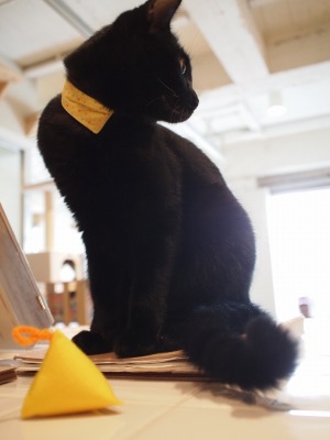 Cat Places - Cat Cafe Nekobiyaka - Black Cat Cm - Japan