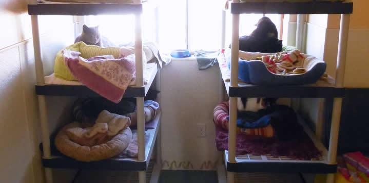 Cats in Bunkbeds