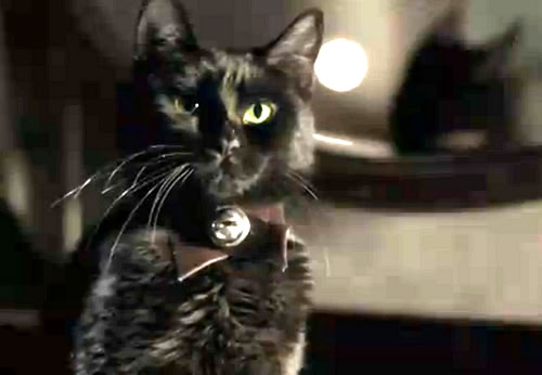 The black cat Pluto from the "The Black Cat" movie.