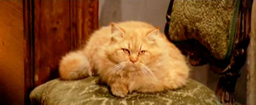 Kitty loves comfy chairs and sitting in front of the fire.