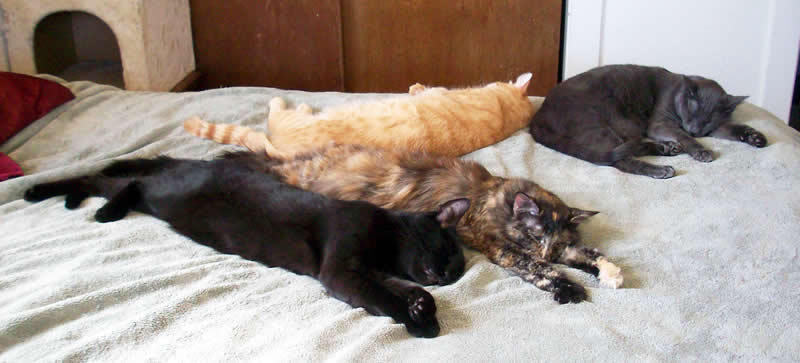 Cats on bed