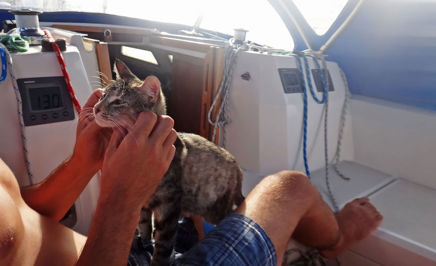 Boat cat Georgie - travels the world sailing