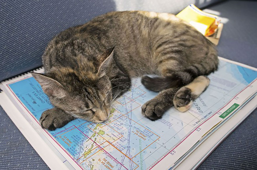 Boat cat Georgie - travels the world sailing