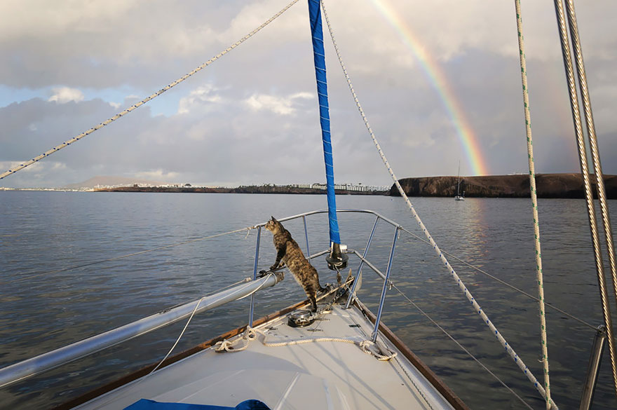 Boat cat Georgie - travels the world sailing