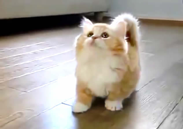 Cute cat - orange ginger - playing and confused - viral short video