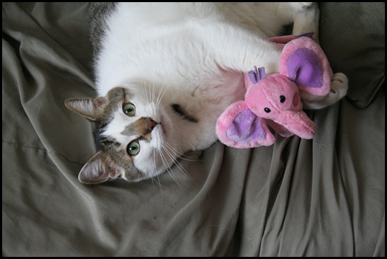 Cute cat with pink elephant toy - Cat Lover's Pick - Featured in Australian National Cat Magazine "Ozzi Cat"