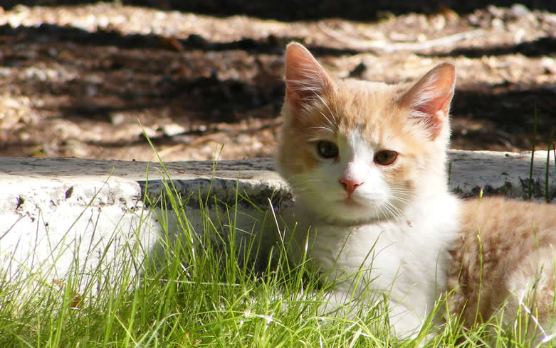 Cute Kitten in Grass - Cat Lover's Pick - Featured in Australian National Cat Magazine Ozzi Cat