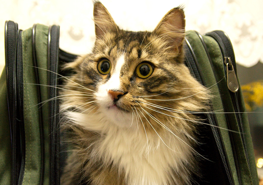 Cute long haired cat in a backpack