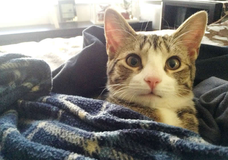 Cute tabby kitten sleeps in bed in cloths