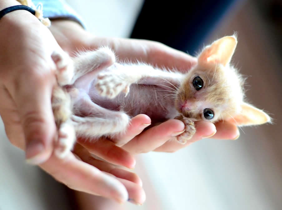 Teeny Tiny Thailand Kitten Saved by Elephant Volunteer and Dog Person