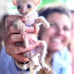 Teeny Tiny Thailand Kitten Saved by Elephant Volunteer and Dog Person