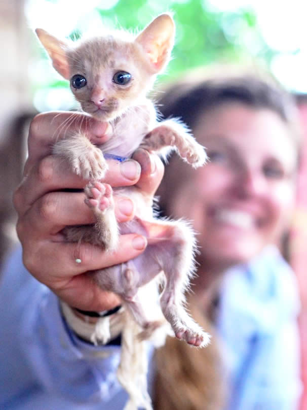 Teeny Tiny Thailand Kitten Saved by Elephant Volunteer and Dog Person