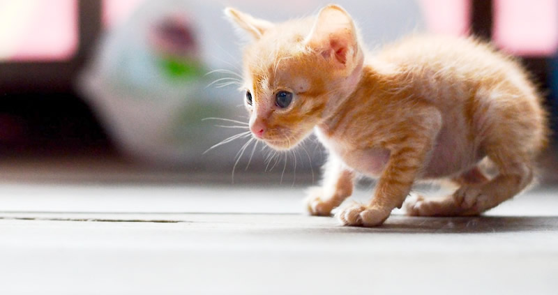 Teeny Tiny Thailand Kitten Saved by Elephant Volunteer and Dog Person