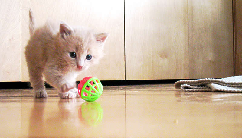 Foster kitten playing with a toy ball  | Australian National Cat Magazine - Ozzi Cat