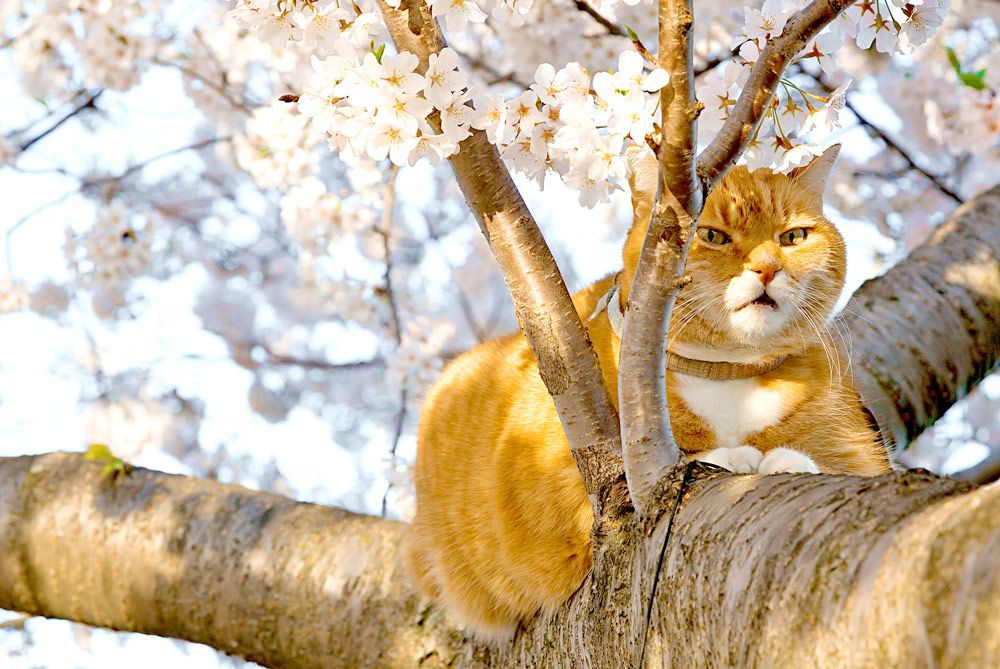 ginger cat - tree branch - flower - blossom - sakura - pink