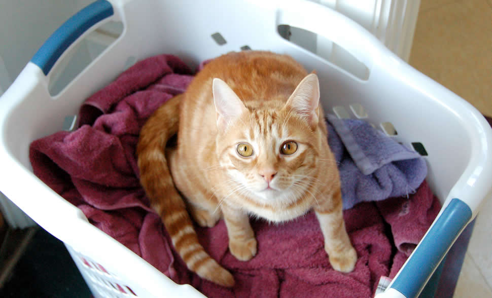 Ginger cat with yellow eyes in laundry on cloths