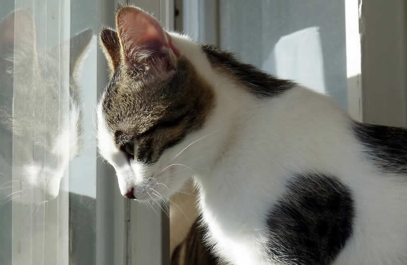 Grey and white cat is looking through a window under sunlight