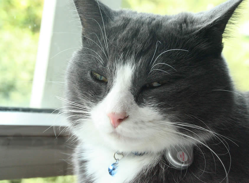 In this photo: a cat Linus, Eirik Newth's cat. A grey and white cat with a tag | Ozzi Cat - Australian National Cat Magazine