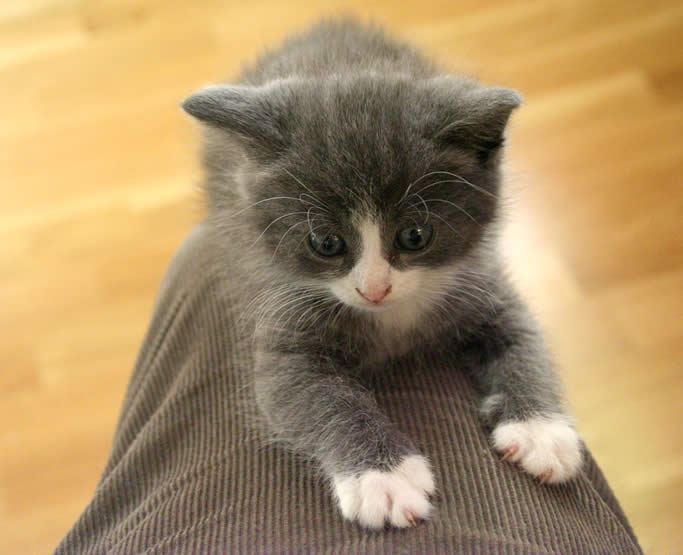 Grey and white kitten climbs a leg | Ozzi Cat - Australian National Cat Magazine