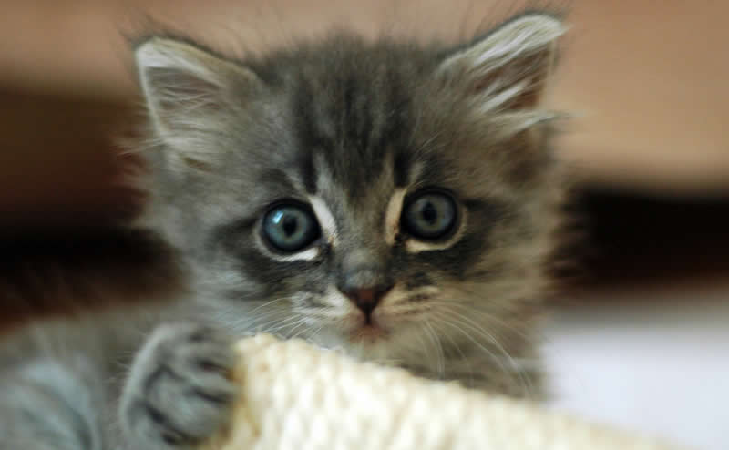 Grey surprised kitten with big eyes