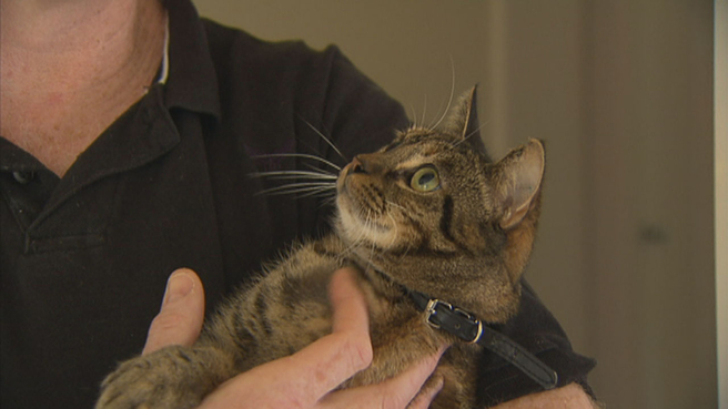 Just Adopted Tabby Cat Tilly Saves Family From House Fire In Melbourne