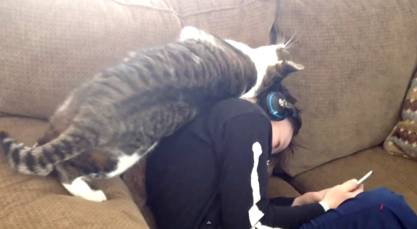 Cat Rubs Against His Human Showing Love and Affection - How cats say I love you