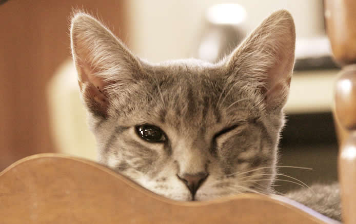 Kitten with one eye closed Ozzi Cat. Australian National Cat