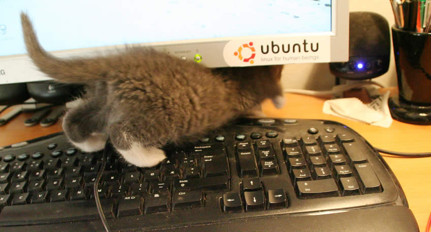 Kitten hides behind a monitor | Ozzi Cat - Australian National Cat Magazine