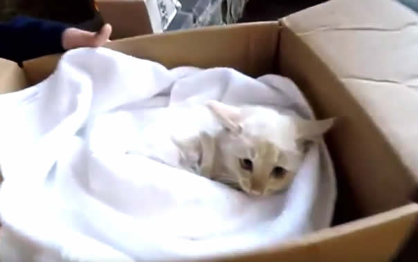 Kitten Lazarus frozen in snow - saved - ginger miracle