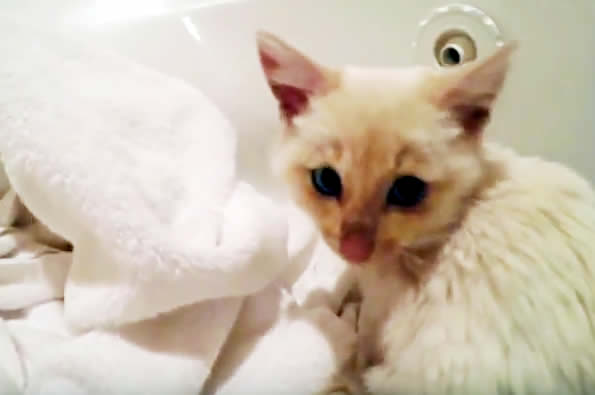 Kitten Lazarus frozen in snow - saved - ginger miracle