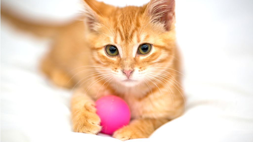 Cute Ginger Kitten Plays with Pink Ball