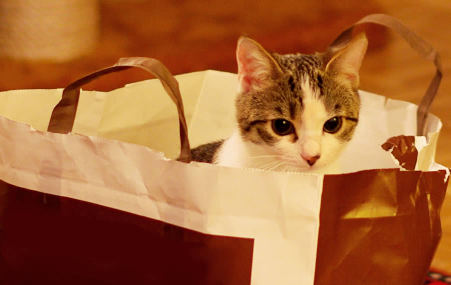 Kitten is sitting in a paper bag and is hiding | Ozzi Cat - Australian National Cat Magazine