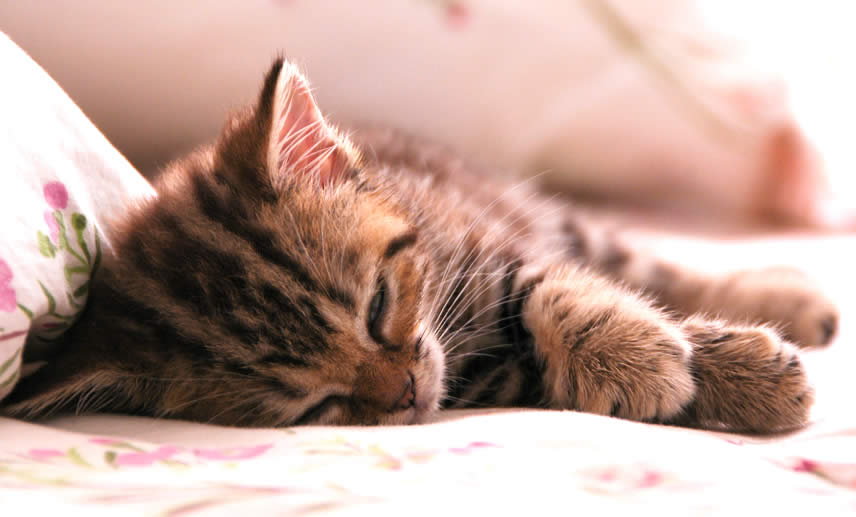 A kitten is sleeping on a bed | Ozzi Cat - Australian National Cat Magazine