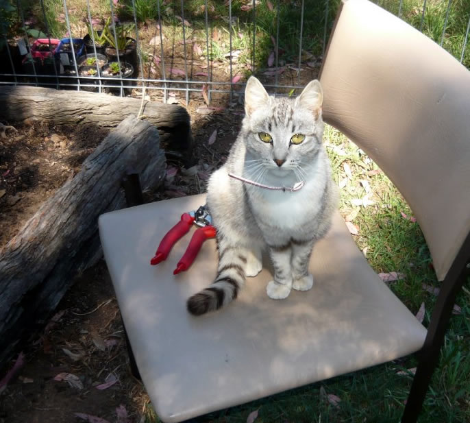 Magical rural cat Sabrina