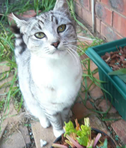 Magical rural cat Sabrina