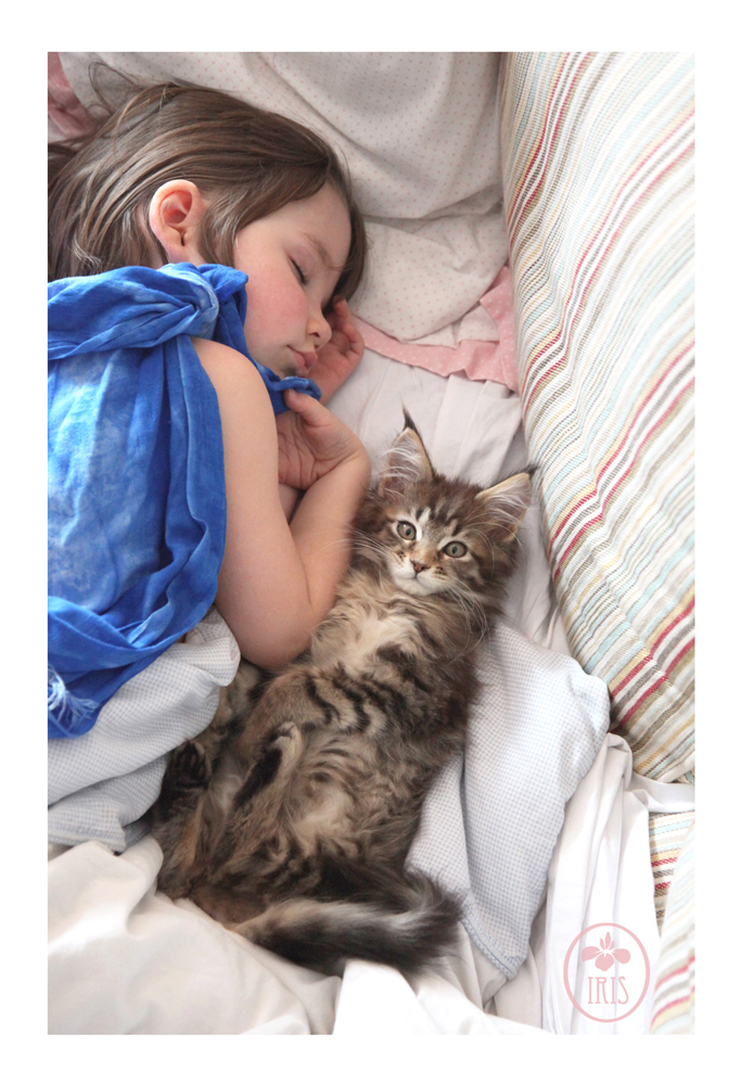 Maine Coon Kitten - Cat Thula Helps Autistic Child